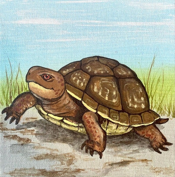 box turtle portrait