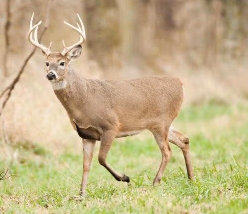 buck in woods