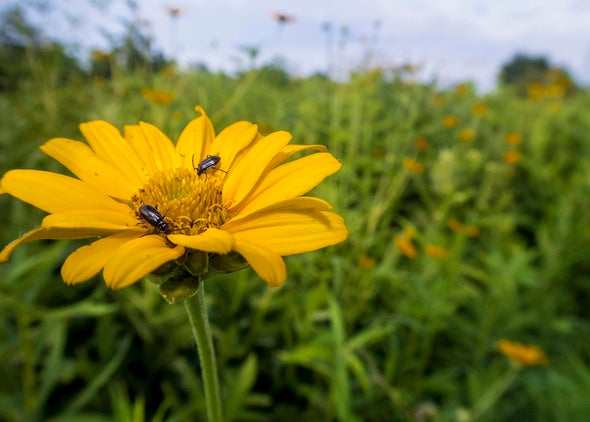 insects on a flower