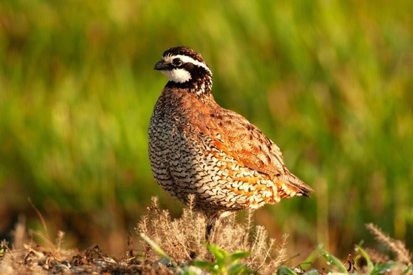 Bobwhite