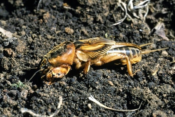 prairie mole cricket
