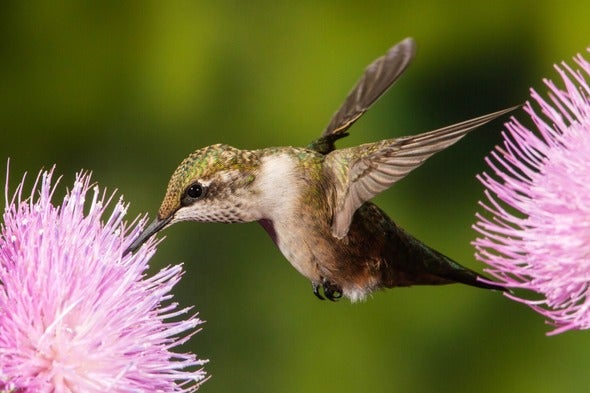 hummingbird