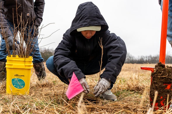 tree planting 2