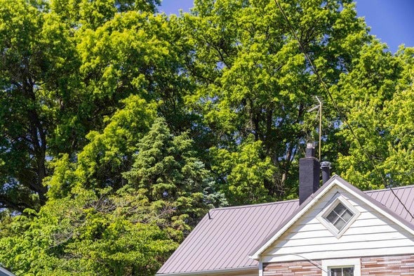 large tree shading a house