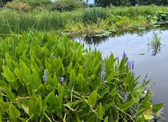 pickerel weed in pond