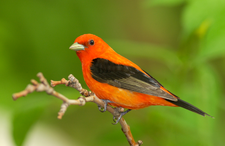 male scarlet tanager 