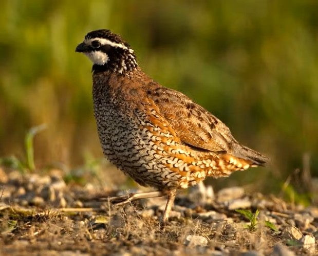 quail