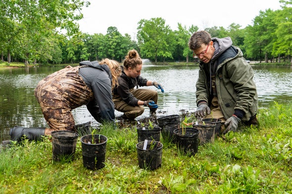 three people planting aquatic plants