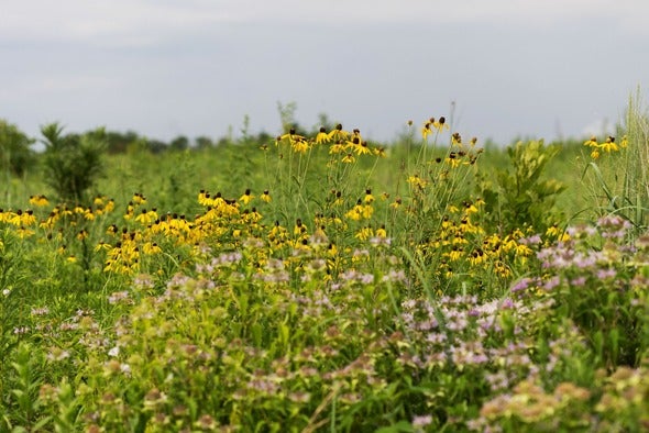 remnant prairie