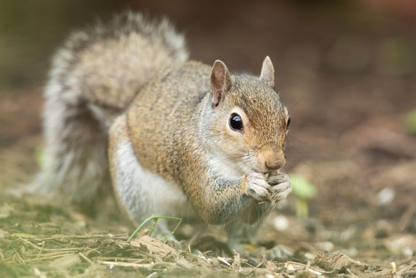 squirrel