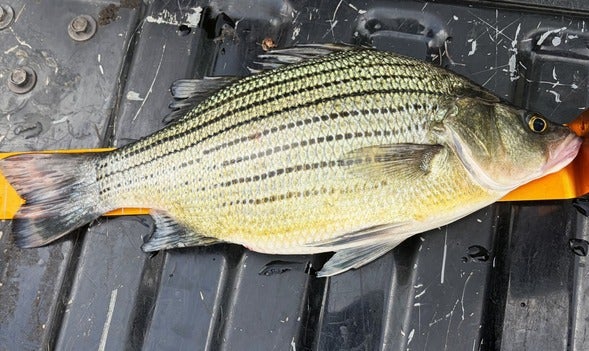 yellow bass