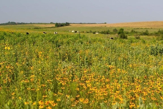 pollinator habitat