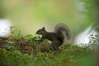squirrel