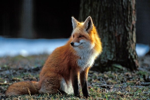 red fox