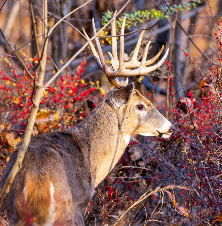 buck in woods