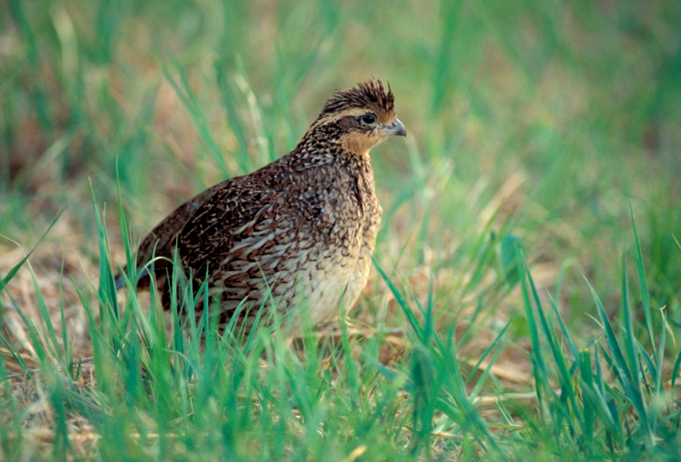 bobwhite quail