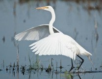 Great egret