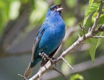 male indigo bunting 