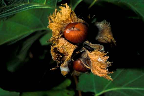Hazelnuts