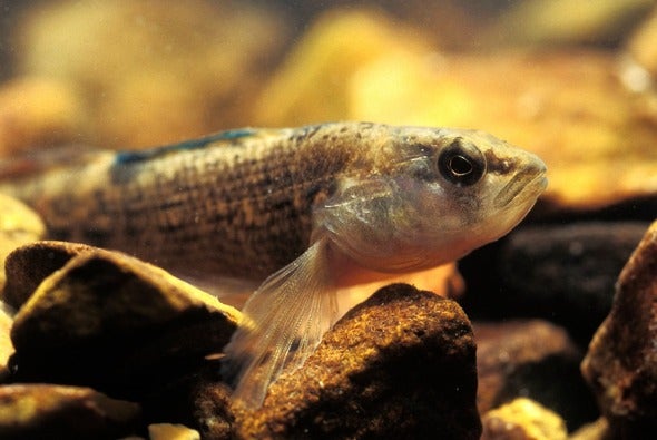 orangethroat darter