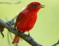 male summer tanager