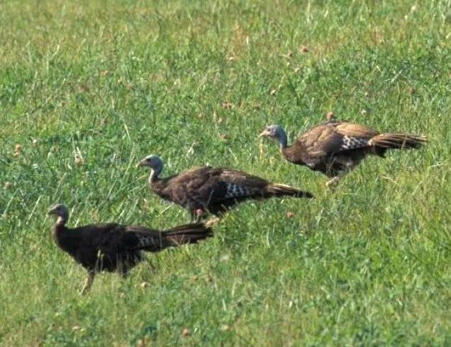 three turkeys