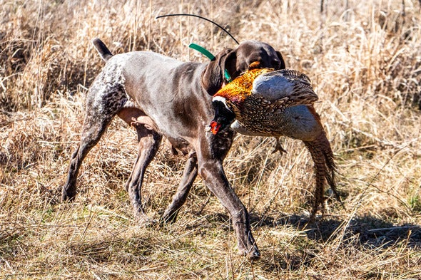 retriever dog with pheasant