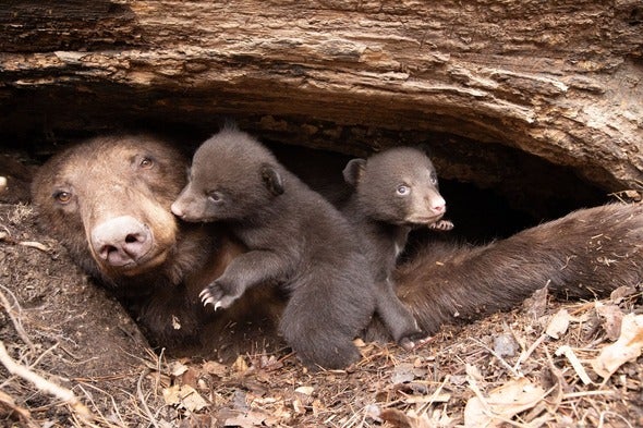 female black bear in den with two cubs