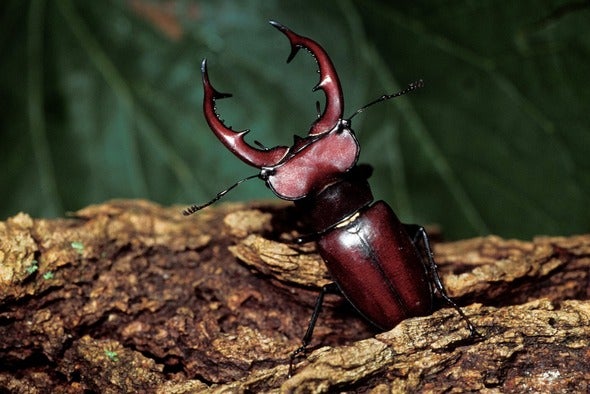elephant stag beetle