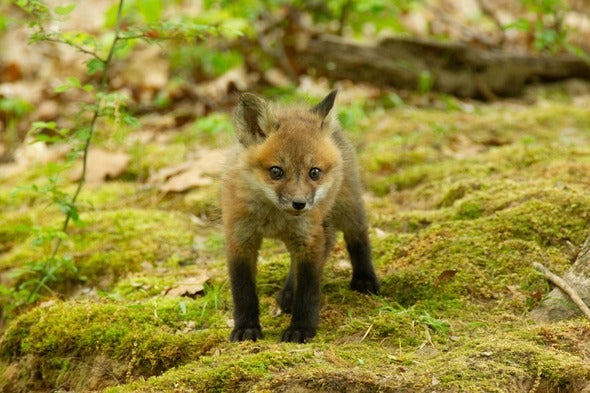red fox kit