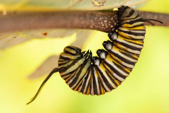monarch butterfly caterpillar