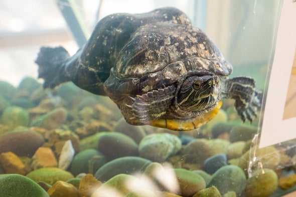  Peanut the Turtle