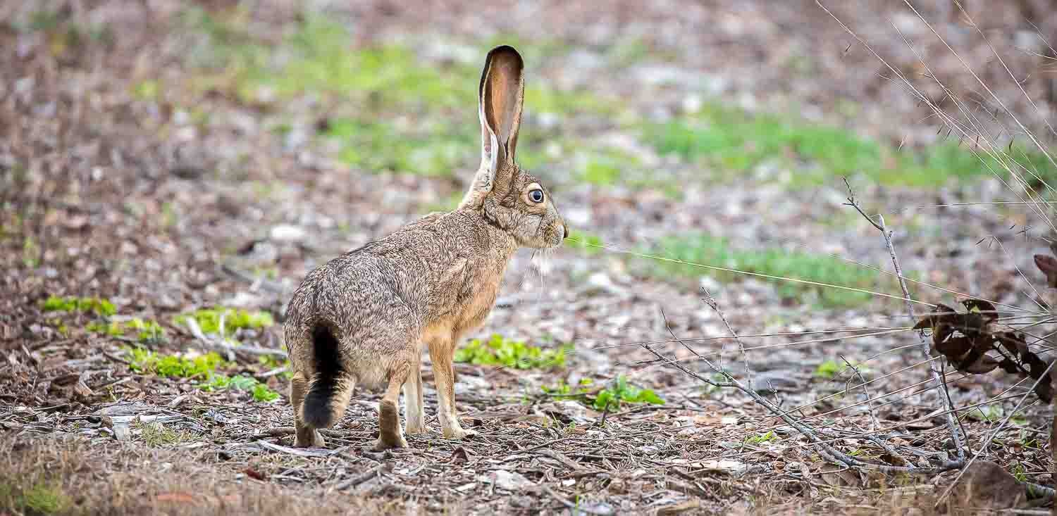 Jackrabbit