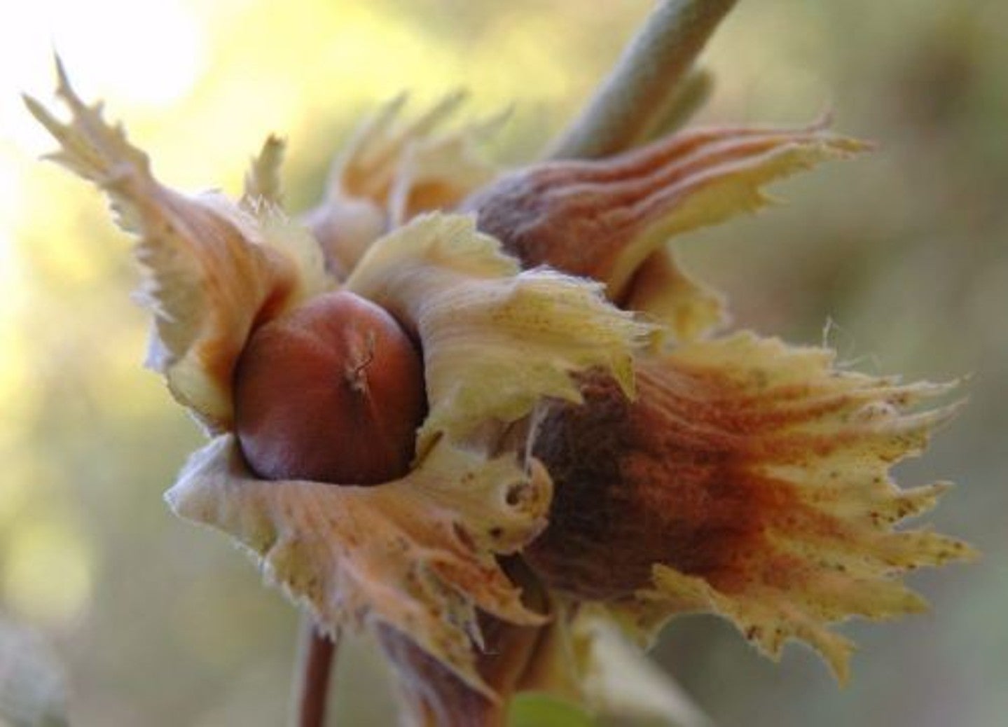 hazelnuts 