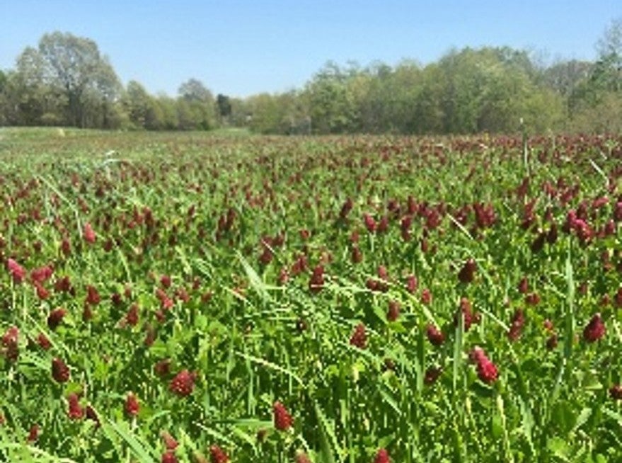 cool season food plot blend with crimson clover in bloom