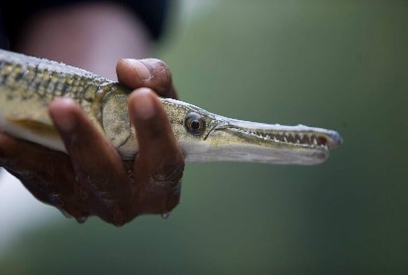 alligator gar