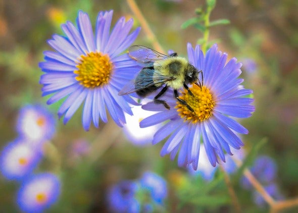 bee on flower
