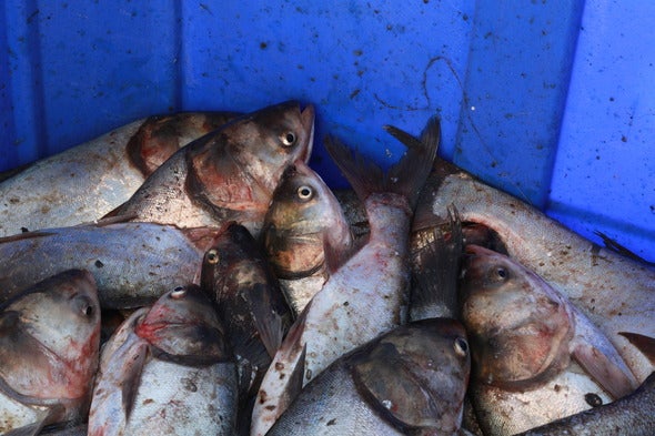 invasive carp