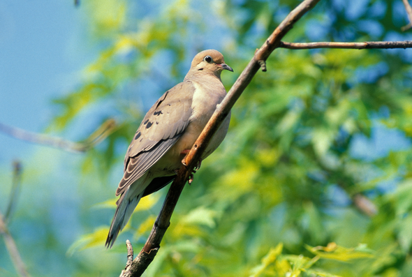 Male mourning dove