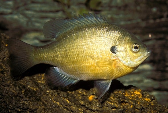 bluegill 