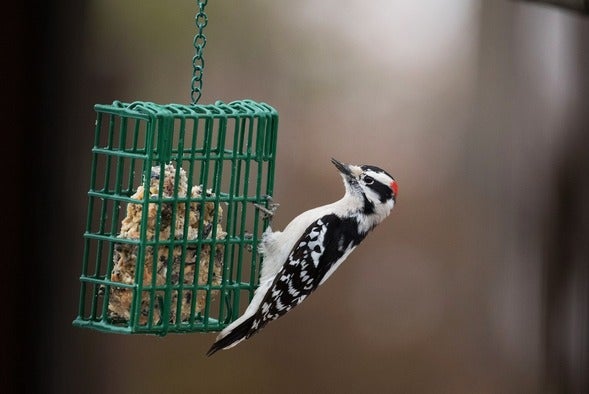 hairy woodpecker feeds on suet