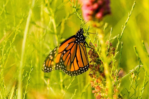 monarch butterfly
