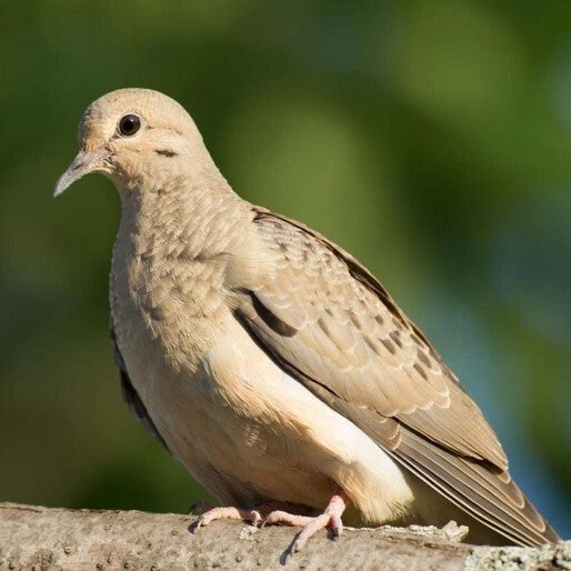 mourning dove