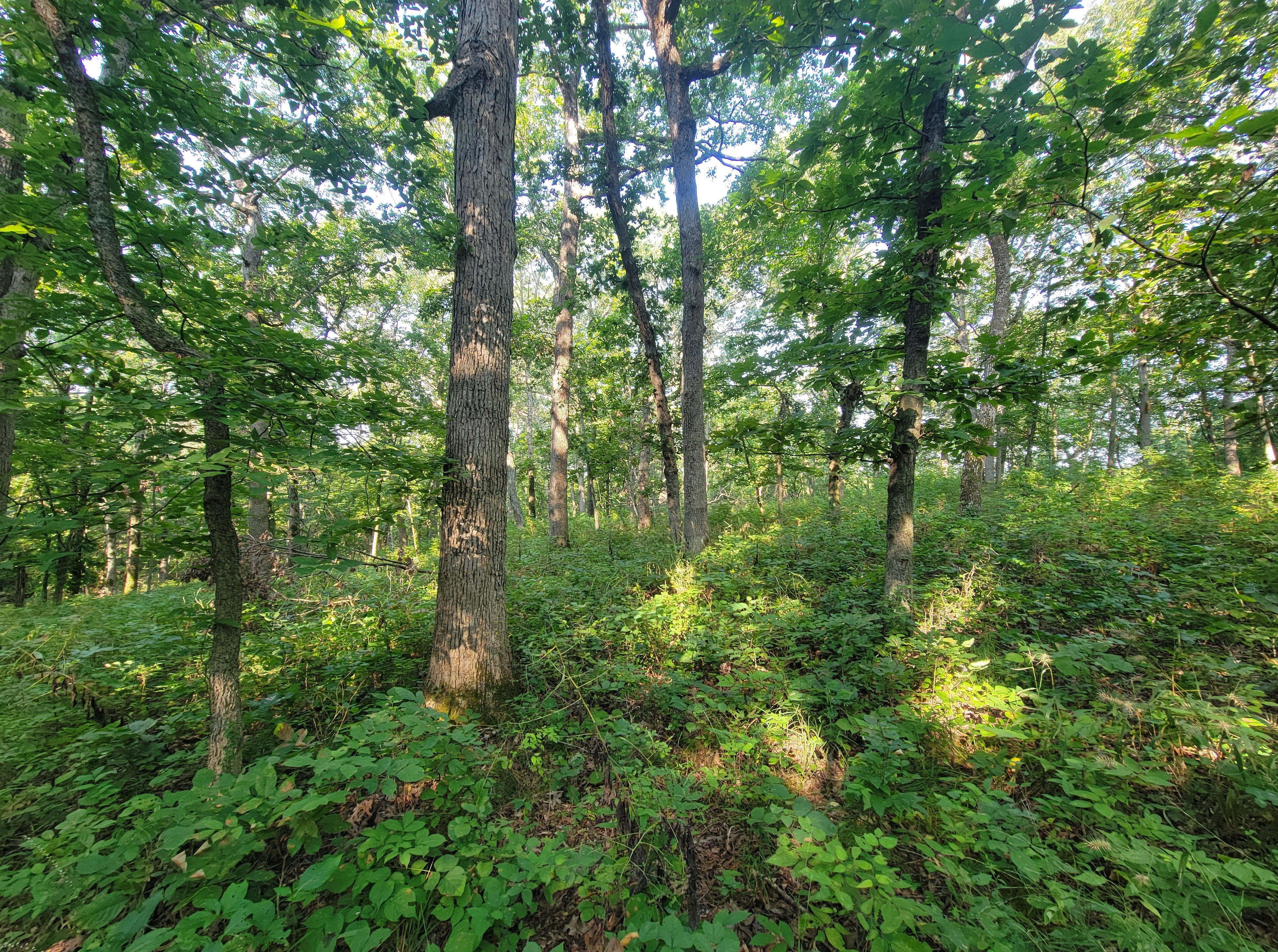 woodland