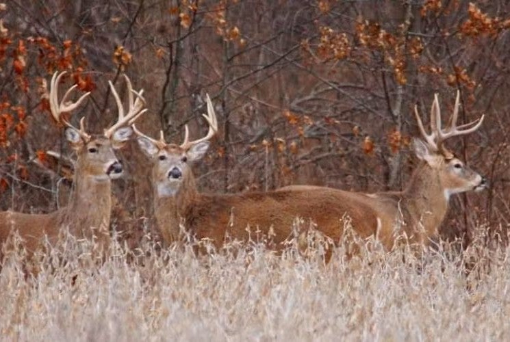 Bucks in a field in Missouri