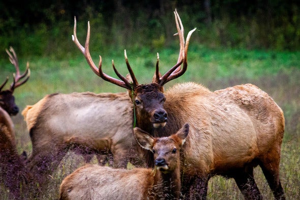 bull and cow elk