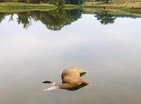dead deer in pond