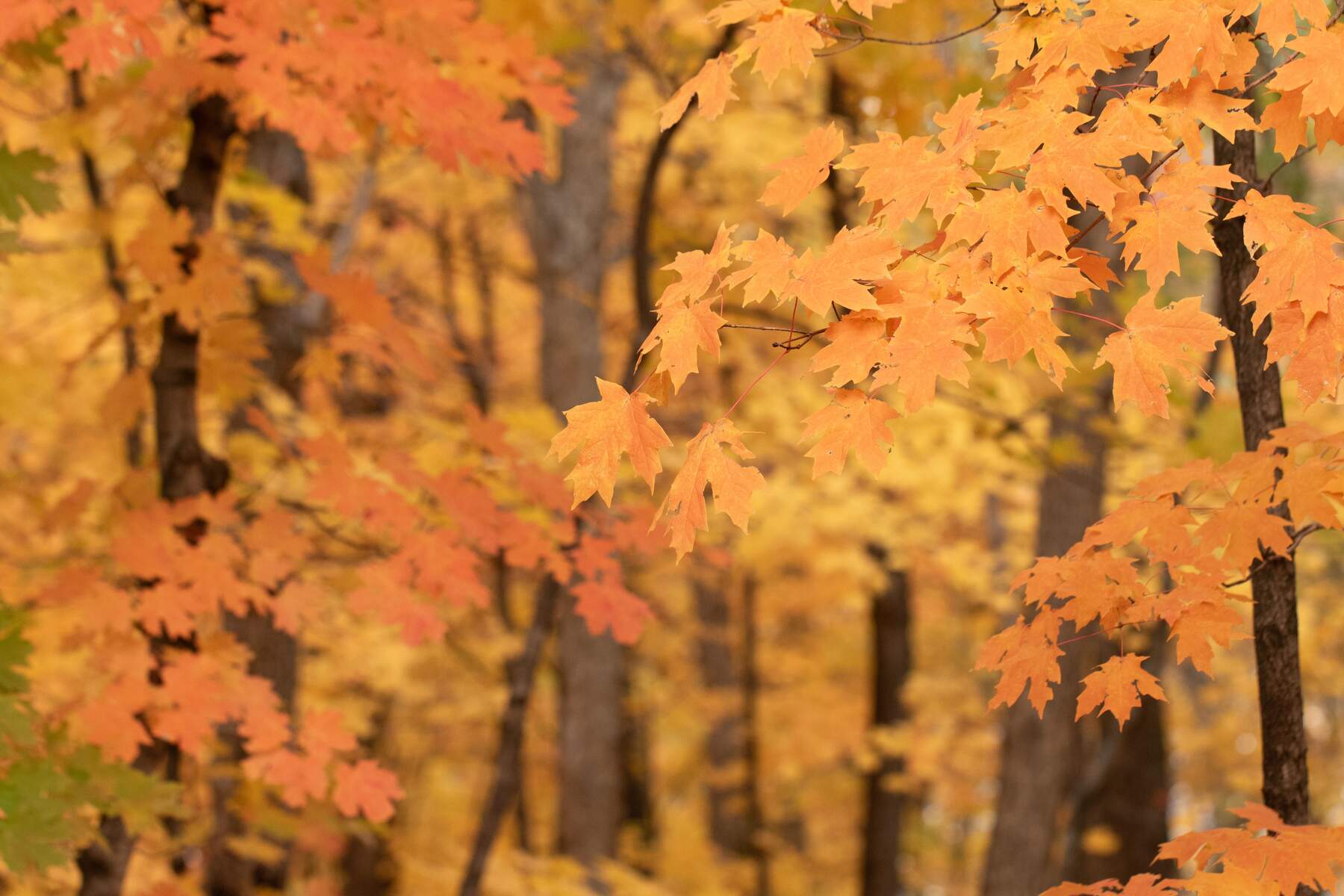 Fall color from trees in Missouri