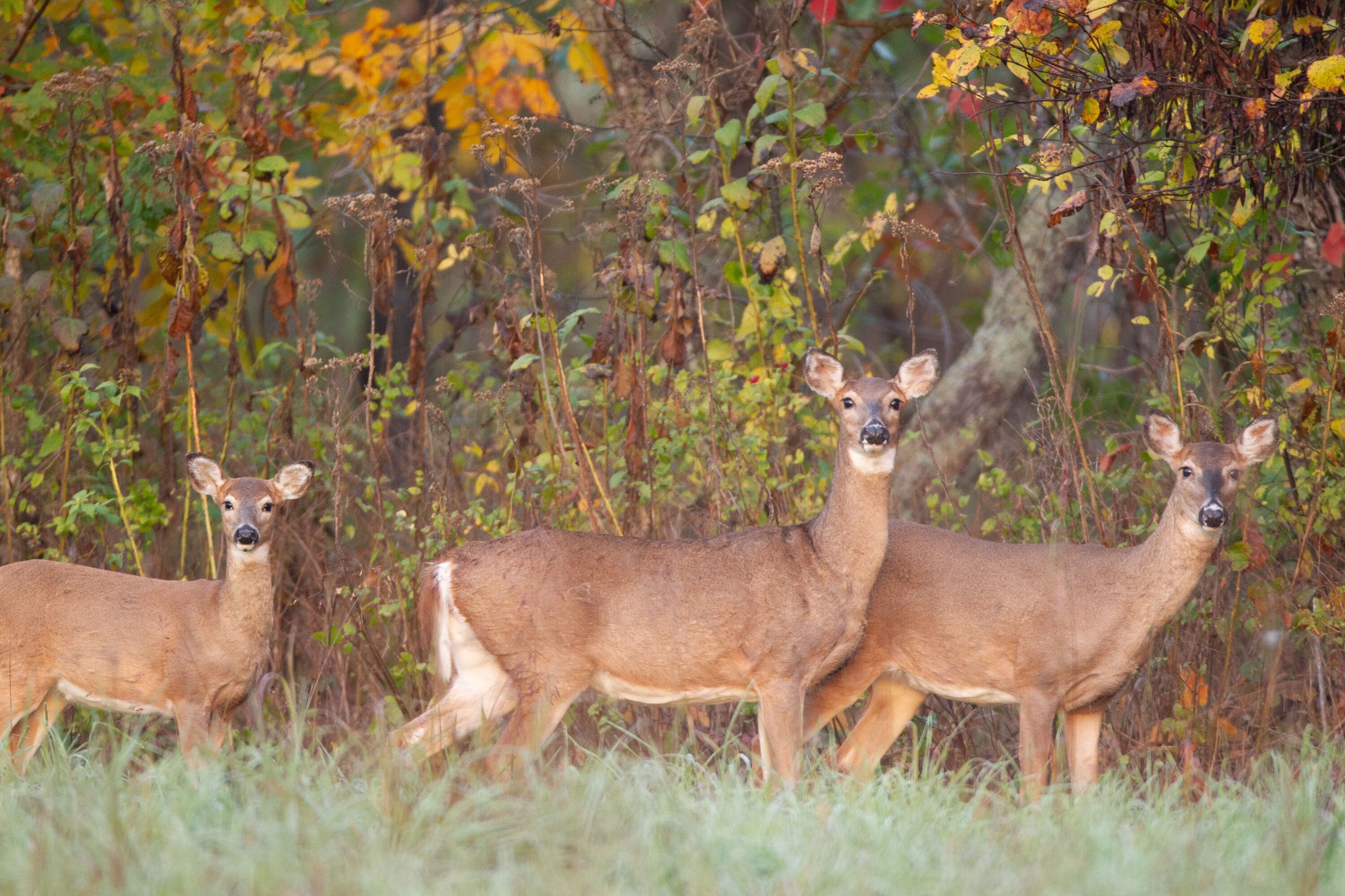 Three white-tailed does in a field