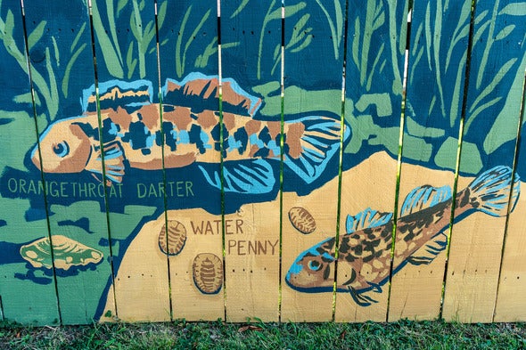 fish images
